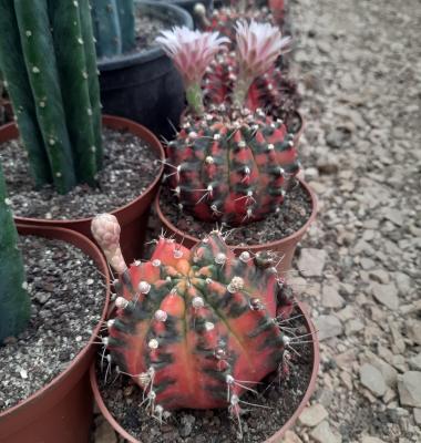 gymnocalycium mihanovichii variegata