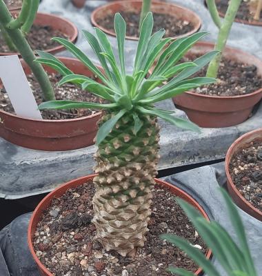 Euphorbia Sotesu-kirin