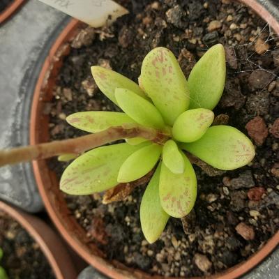 Adromischus fallax