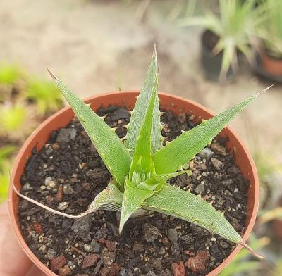 Hechtia sp. Miahutlan