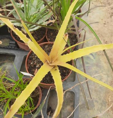 Hechtia sp. El Mate