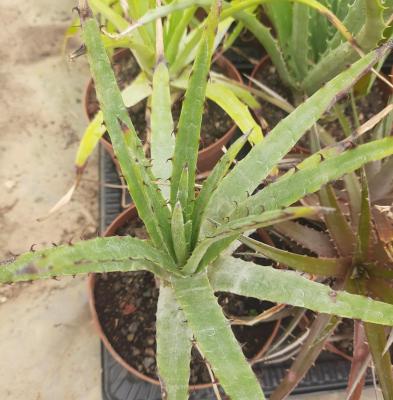 Hechtia sp. Tehuacan