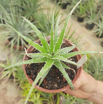 Hechtia sp. Perote