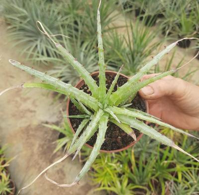 Hechtia sp. Peña blanca