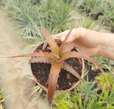 Hectia sp. Nizanda