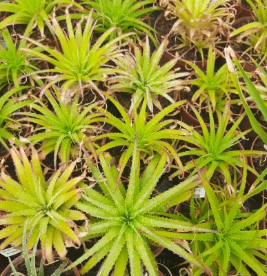 Hechtia rosea