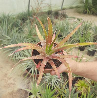 Hechtia sp. Cuernavaca