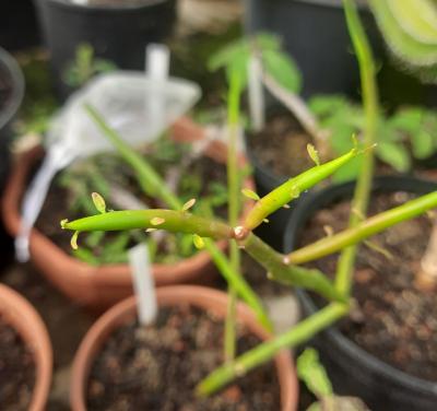 Euphorbia coralloides