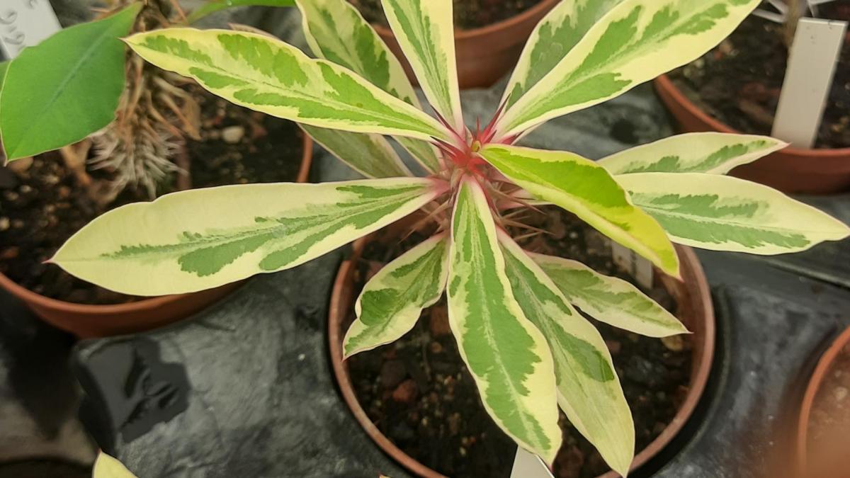 Plantes uniques