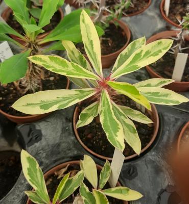 Euphorbia milii variegata