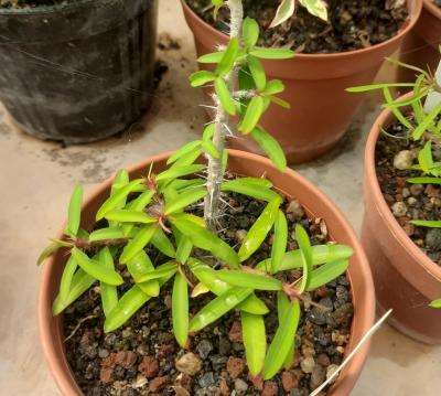 Euphorbia berevoensis