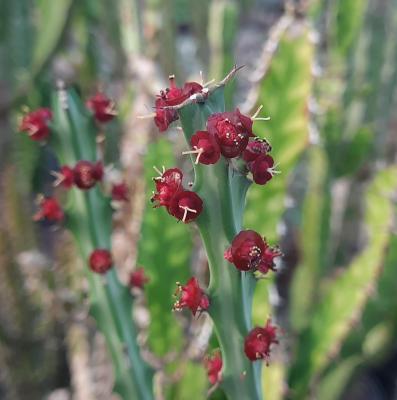 Euphorbia meridionalis
