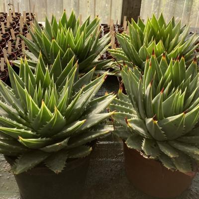 Aloe polyphylla