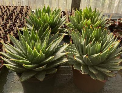 Aloe polyphylla
