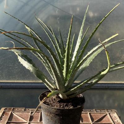 Hechtia sp. Zapotitlan