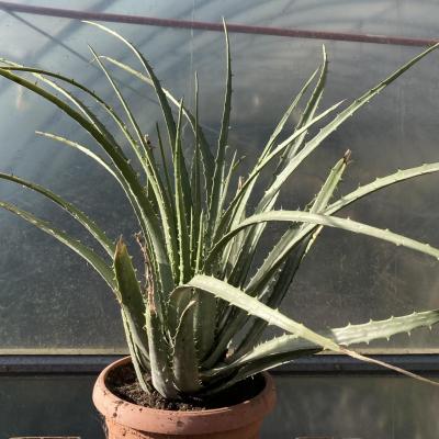 Hechtia sp. Tehuacan