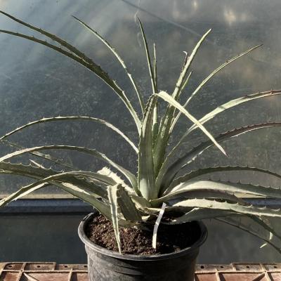 Hechtia sp. Tehuacan