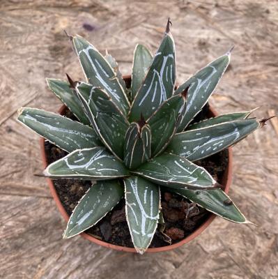 Agave victoria-reginae