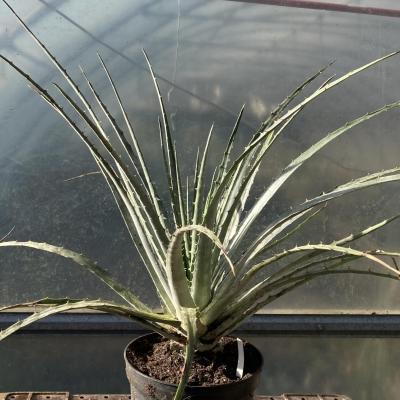 Hechtia sp. Zapotitlan