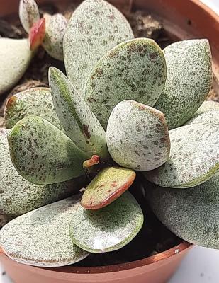Adromischus alstonii 1 