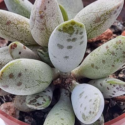 Adromischus hummels white 1 