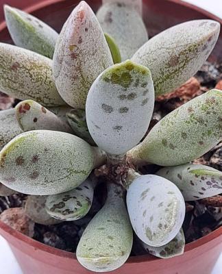 Adromischus hummels white 1 