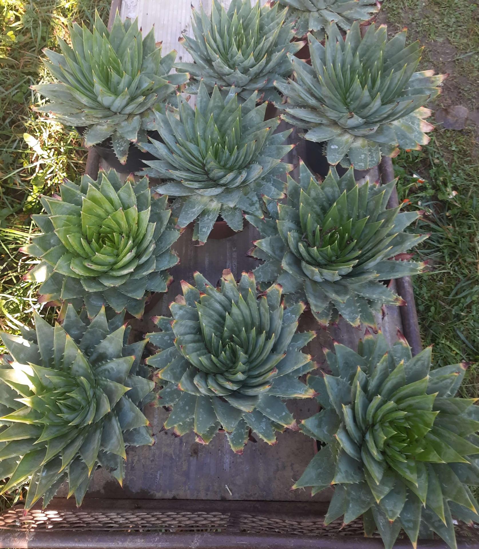 Aloe polyphylla