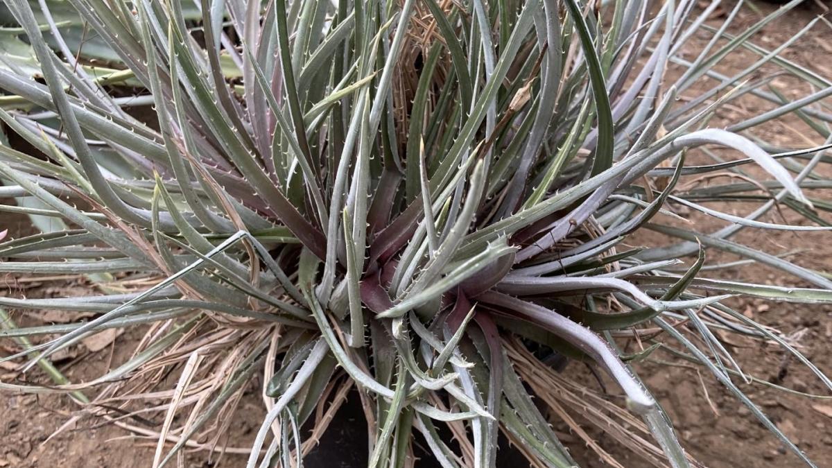 Dyckia