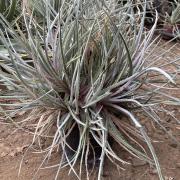 Dyckia brachyphylla