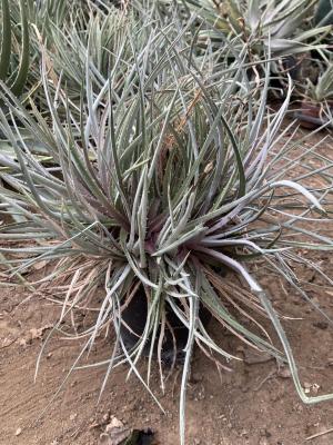 Dyckia brachyphylla