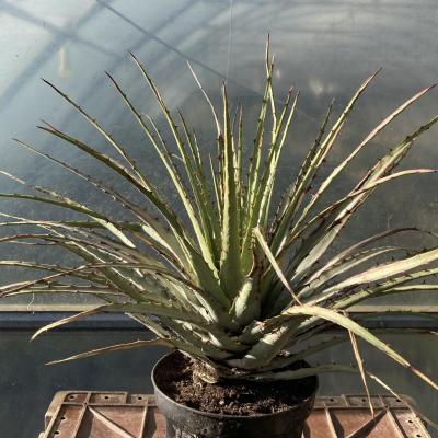 Hechtia sp. Zapotitlan