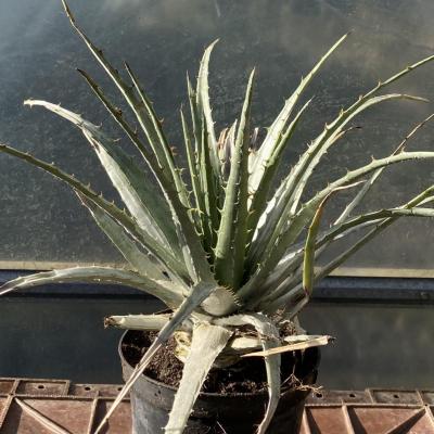 Hechtia sp. Tehuacan