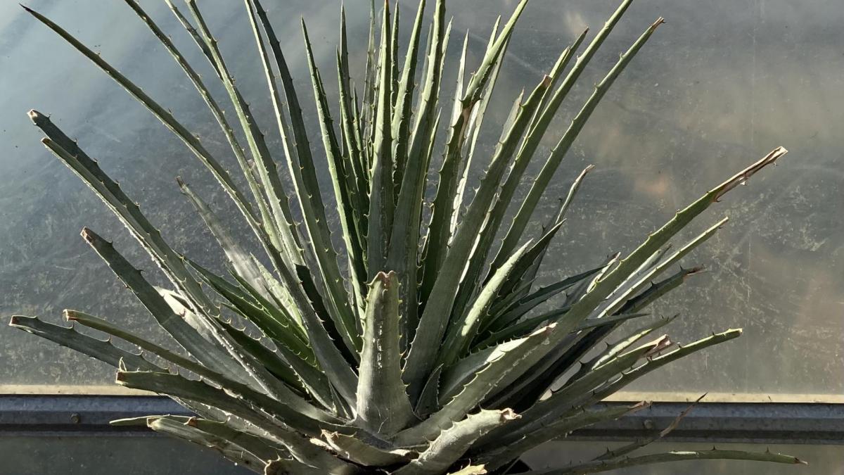 Hechtia