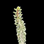 Ceraria namaquensis