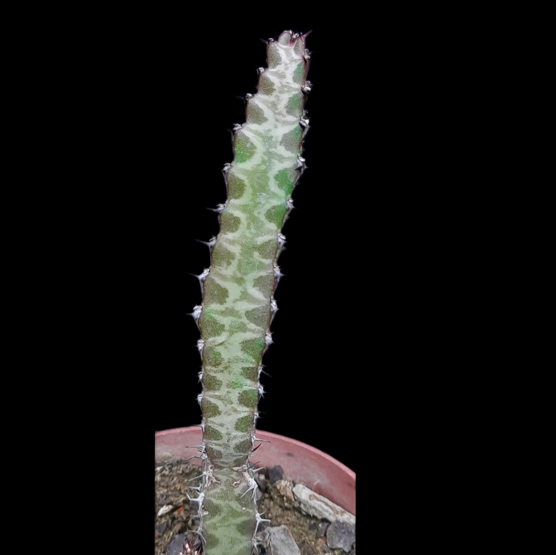 Euphorbia caloderma
