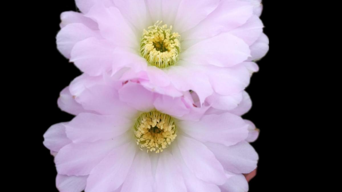 Acanthocalycium