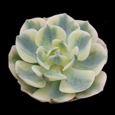 Echeveria 