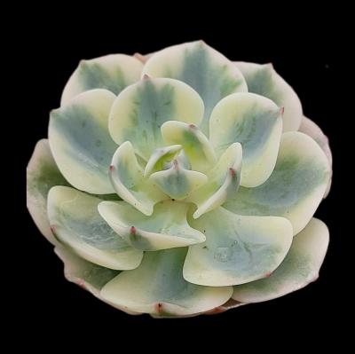 Echeveria 