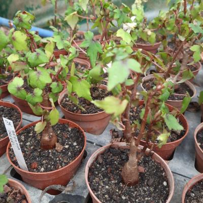 Begonia dregei