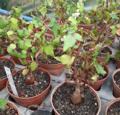 Begonia dregei