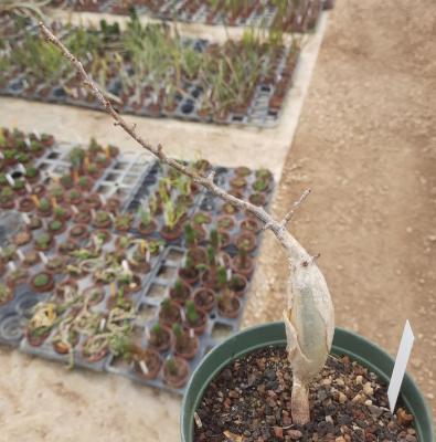 Bursera fagaroides