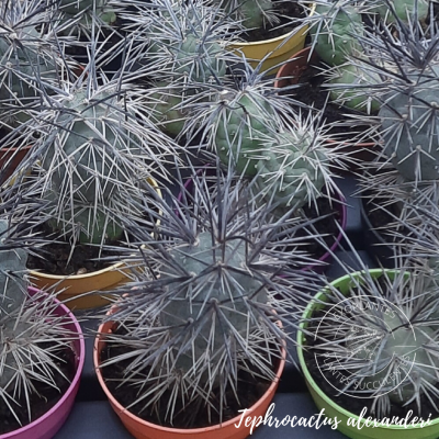 Tephrocactus alexanderi