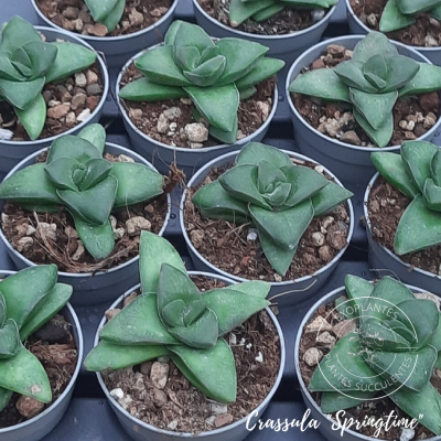 Crassula 