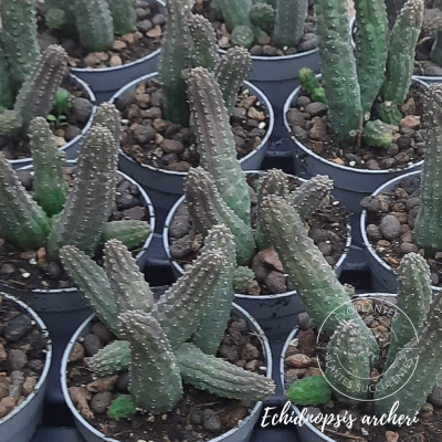 Echidnopsis archeri