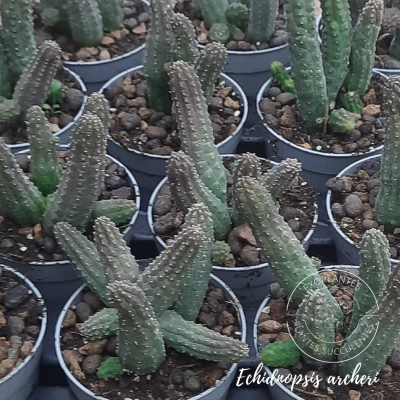 Cotyledon tomentosa 20240323 181007 0000