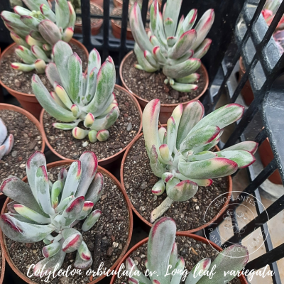 Cotyledon