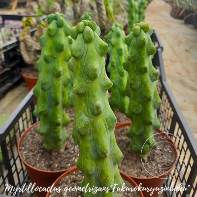 myrtillocactus geometrizans fukurokuryuzinboku