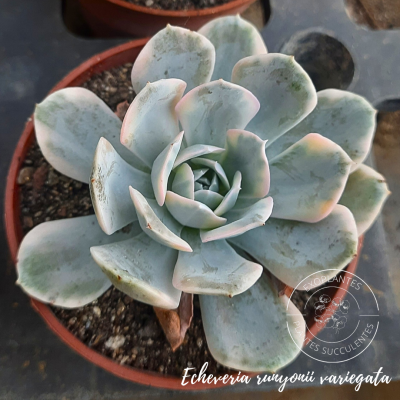 Echeveria runyonii variegata