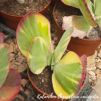 kalanchoe thyrsiflora variegata