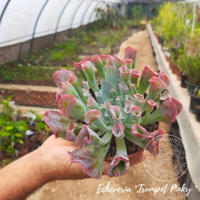Echeveria 